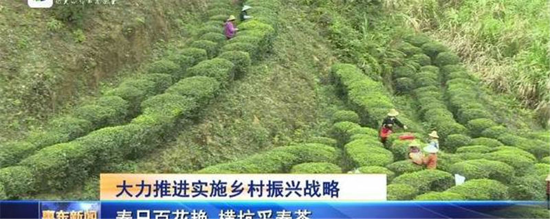 关于惠州横坑新茶飘香茶农乐 成为脱贫致富新路子的热门资讯