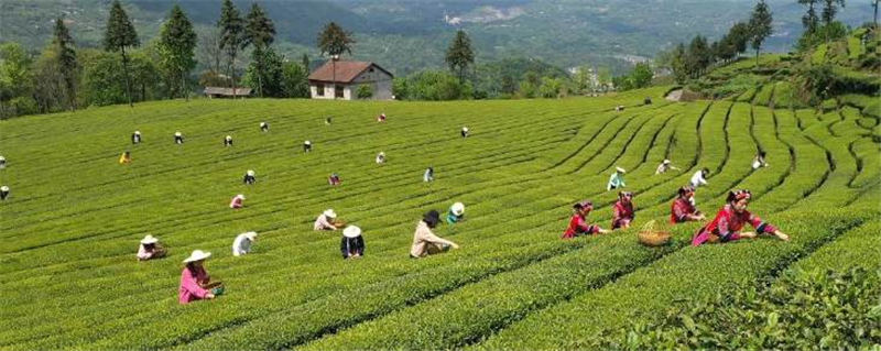 关于唱响“云上五峰 从“茶产业大县”  向“茶产业强县”  稳步迈进的热门资讯