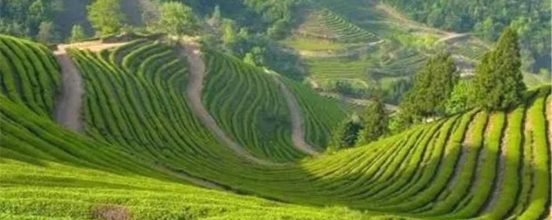 有关于发挥专项作用突破制约六堡茶产业发展关键技术瓶颈的信息