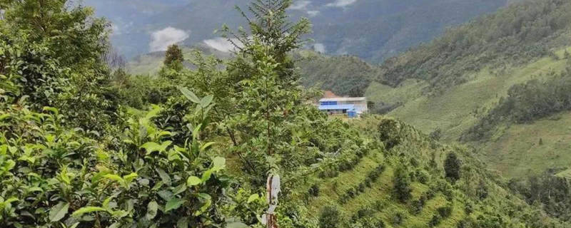 关于西双版纳勐海县百名毁林种茶违法涉案群众集体投案自首的热门消息