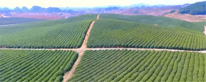 关于西秀区：14.25万亩投产茶园陆续吐露新芽 的热门消息