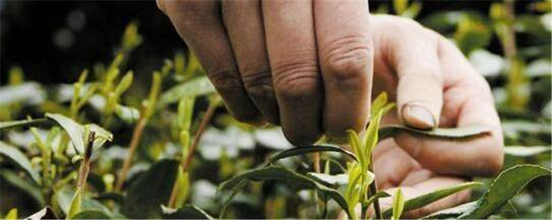 关于龙井春茶上市在即，业内专家称今年产量将高于去年的最新信息