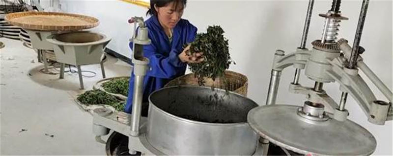 有关于红河八角村500余亩茶叶进入采摘旺季 助农增收的信息