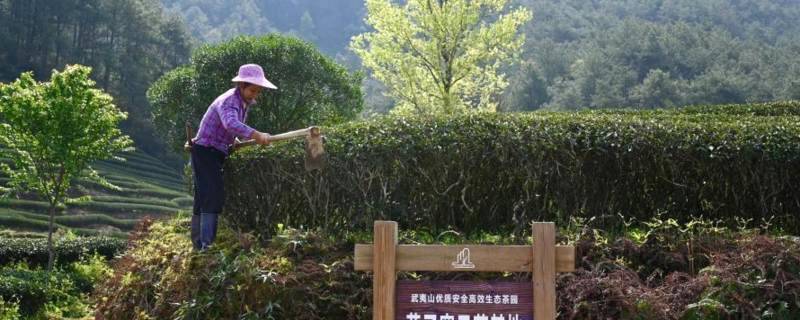 有关于武夷山生态茶园的种植模式、助每户茶农增收6万元的消息