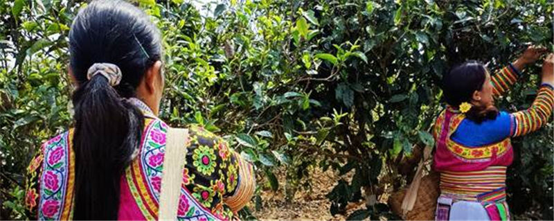 有关于云南镇康南伞镇春茶大量上市 带动茶农增收致富的最新资讯