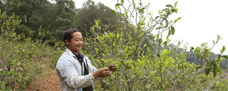 有关于普洱镇沅县两级政协助推罗家村发展茶产业：“一片叶子”铺就一条乡村振兴路的资讯