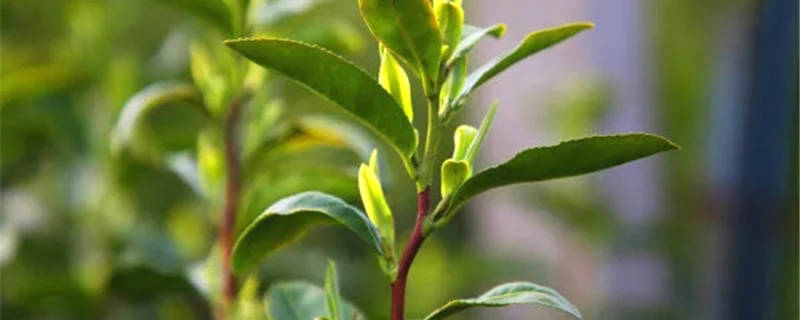 关于价格违法、虚假宣传……绍兴柯桥整治了一批“天价茶”的热门信息