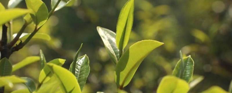 关于澜沧富东：搭建电商平台“快车道” 茶产业高质快速发展的消息