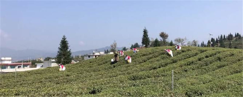 有关于水城区开展2021年全省采茶技能竞赛选拔赛的最新信息