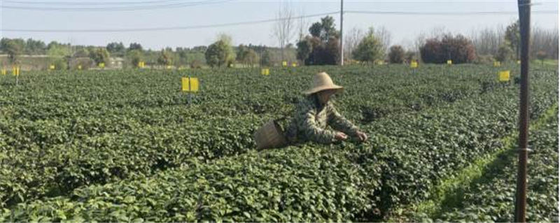 有关于武汉绵阳：生态茶园出好茶 带动茶农增收的资讯