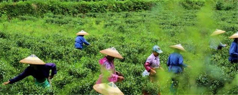 有关于通道县：陇城镇千亩茶园茶叶飘香 富民增收的资讯