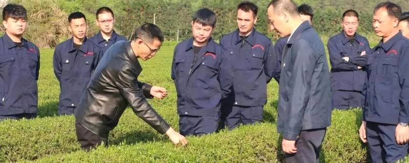 有关于科技特派，助力福建千亿茶产业升级、上万茶农创收的最新信息