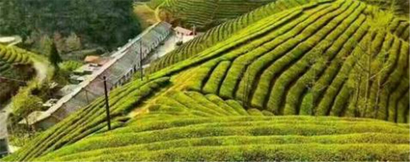 有关于“一片叶子”带动80万茶农脱贫 茶产业成为恩施支柱产业的资讯