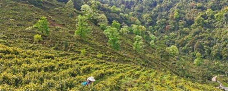 关于雅安｜荥茶万亩茶山飘香  助力乡村振兴的最新信息