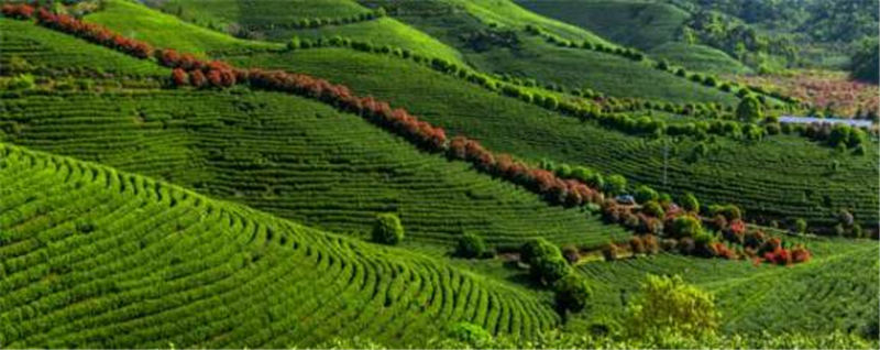 关于靖安县：开展茶园绿色防控，推进茶产业发展的最新资讯