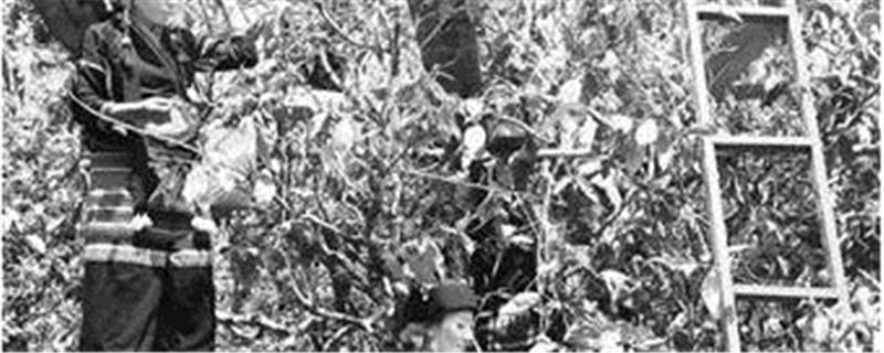 关于布朗山乡班章村老曼峨“茶王”“茶后”古树茶开采的热门资讯