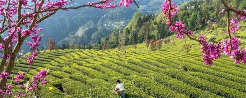 有关于恩施玉露茶叶基地春茶飘香 茶叶进入开采的新闻