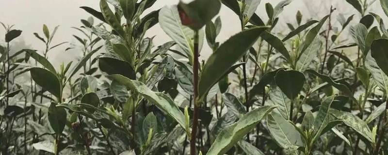 关于茶产区2021年信息快报：崇仁横岗龙井43生长情况的新闻