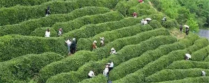 关于绿了群山 富了乡亲 看陕南茶山变“金山”的最新信息