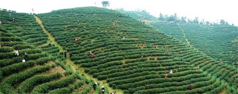 有关于河南信阳光山县：开启了绿茶全面开采工作的信息