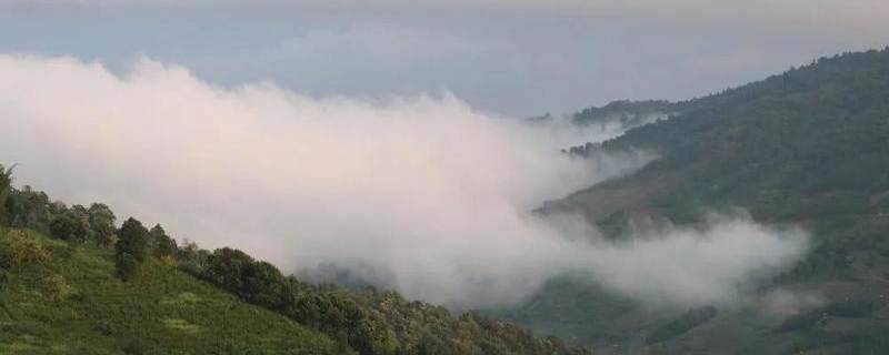 关于“绿水青山就是金山银山”发展理念 着力创建勐海县乡村振兴示范茶园的热门消息