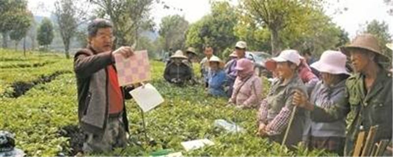 有关于普洱江城：黄草坝有机茶园已经扩大到560亩的热门消息