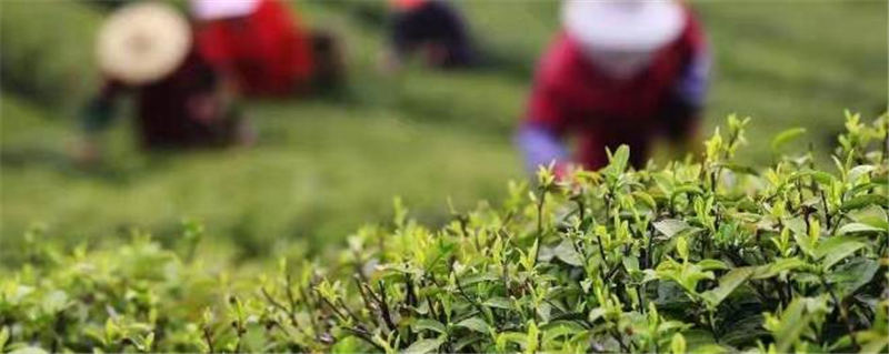 有关于长三角地区春茶开采 春茶市场平稳有序供销两旺的热门信息