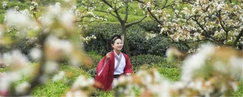 关于春茶季：重庆民众着古装踏青赏梨花采春茶的热门消息