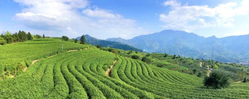 关于平阳县电商带动茶叶“触电”，数字化推动共富示范区建设的热门信息