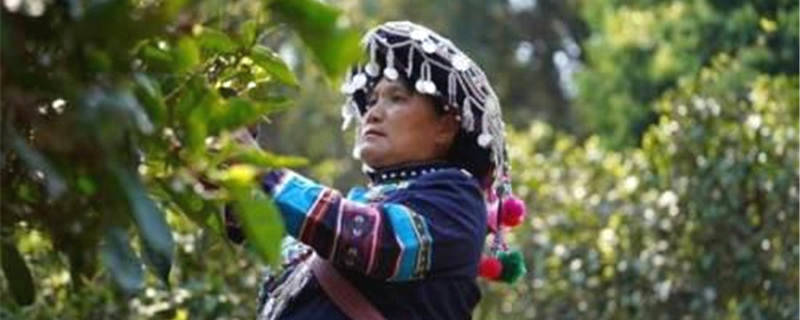 有关于云南普洱茶春茶陆续开采 量价齐升行情火热的最新消息