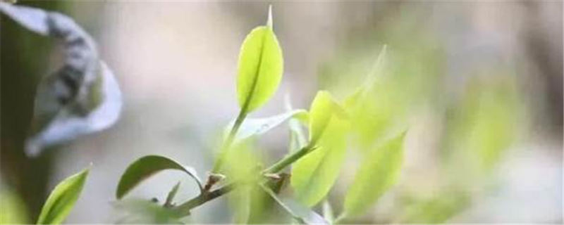 有关于冰岛古树春茶暂未大面积开采，毛茶价格约37000-38000元/公斤的资讯