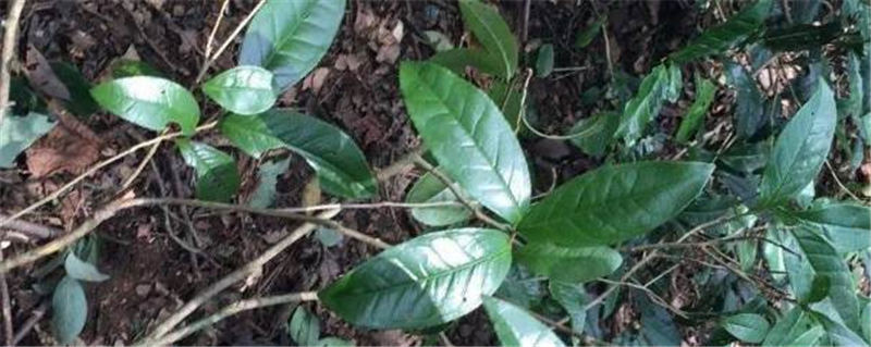 关于明溪县枫溪乡：茶香沁园，飘出乡村振兴茶产业的热门资讯