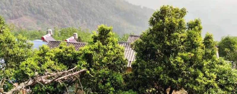 有关于景东花山镇芦山村：生态茶叶的发展实现一二三产业深度融合的信息