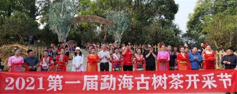 有关于当古茶之王遇上皮卡之王，长城皮卡助力勐海古树茶开采的信息