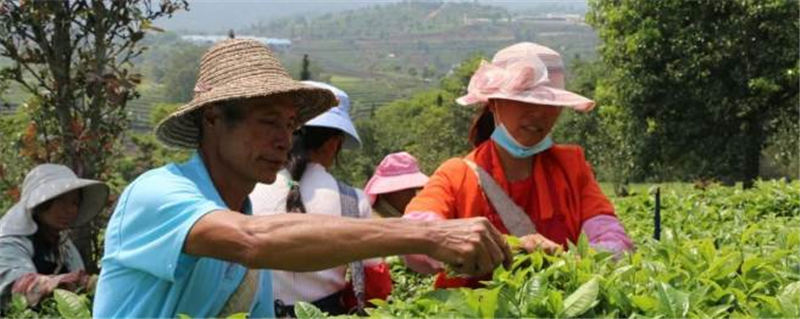 有关于村集体经济看思茅 茶产业让倚象镇平掌村绿了山坡红了日子的热门新闻