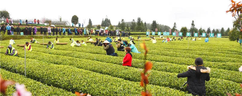 有关于贵州凤冈：茶乡儿女采新绿 十指尖尖展风采的新闻