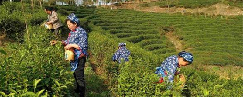 关于陕西汉中：春茶采摘正当时，不负春光不负民的最新信息