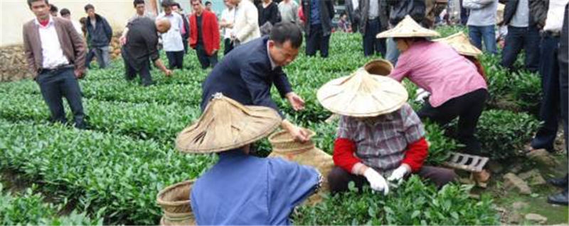 有关于学史力行办实事，解茶农燃眉之急，助安溪茶业振兴的热门信息