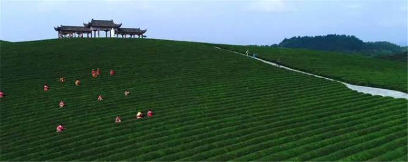 关于茶香飘万里！这片小小的叶子，让世界认识了铜仁的信息