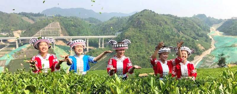 有关于2021年一季度，贵州春茶产量增收24%的热门资讯