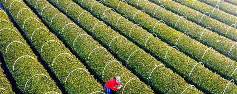 关于大悟县第二届茶文化旅游节  茶旅融合发展的最新信息