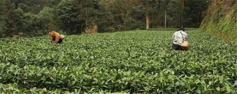 关于宣恩长潭河侗族乡：茶农们正忙着采摘新春第一批春茶嫩芽的消息