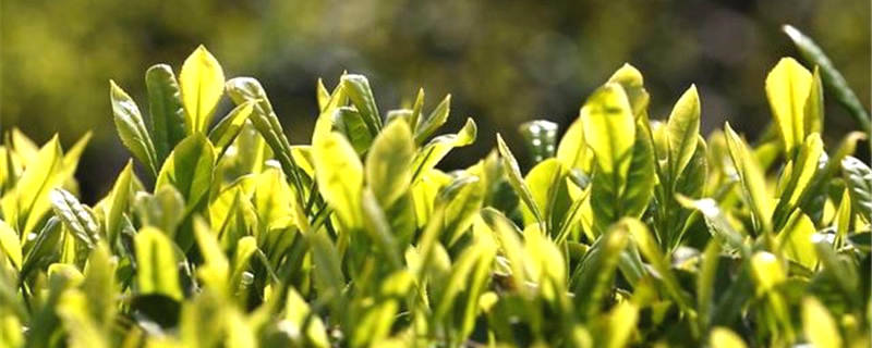 有关于四川通江县预计今年可生产茶叶2800余吨，实现综合产值2.5亿元的热门资讯