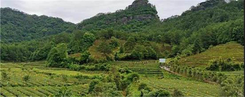 关于文旅+茶旅 福建武夷山写出“乡村振兴”好文章的最新消息