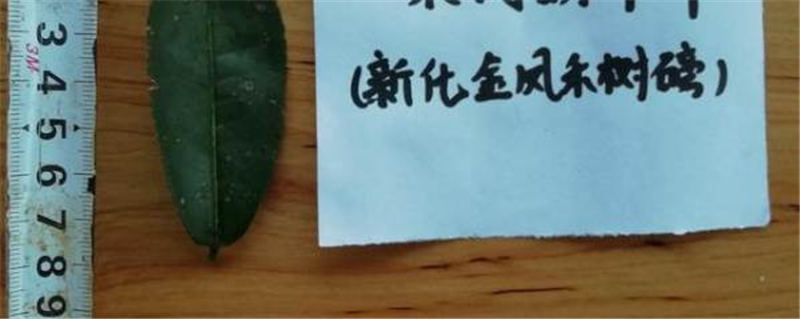 关于新化古茶树：金凤竹林大叶50厘米母树再现的热门资讯