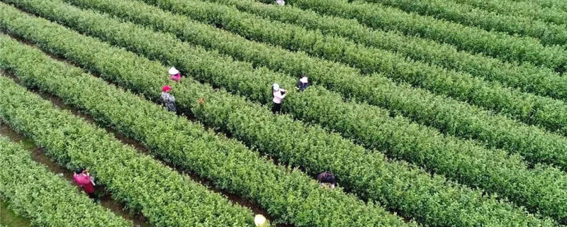 关于春茶地理标志保护专项行动开始！安徽这份“重点”名单来了的资讯