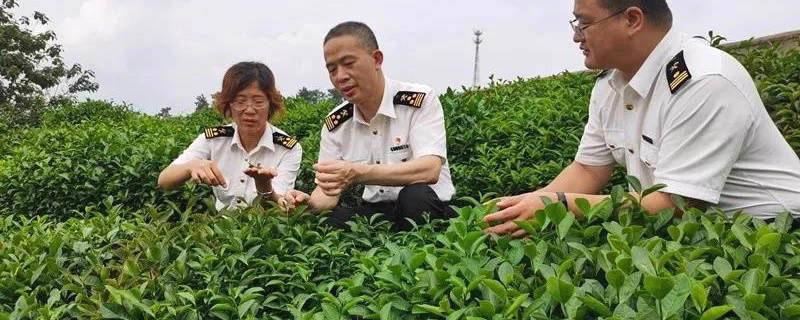 关于首班中欧班列信阳绿茶直发专列从信阳火车站启程的消息