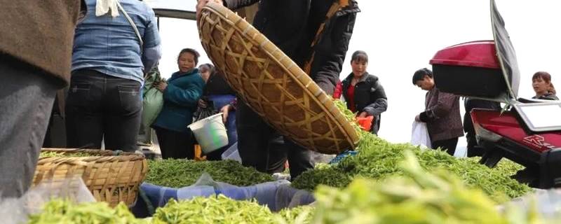 有关于2021年春茶已开采！各茶区绿茶采摘时间汇总的最新资讯