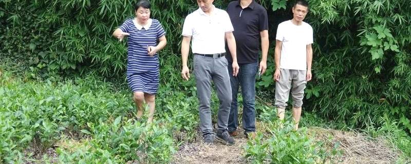 有关于抓好源头，促进福鼎白茶产业绿色高质量发展的资讯