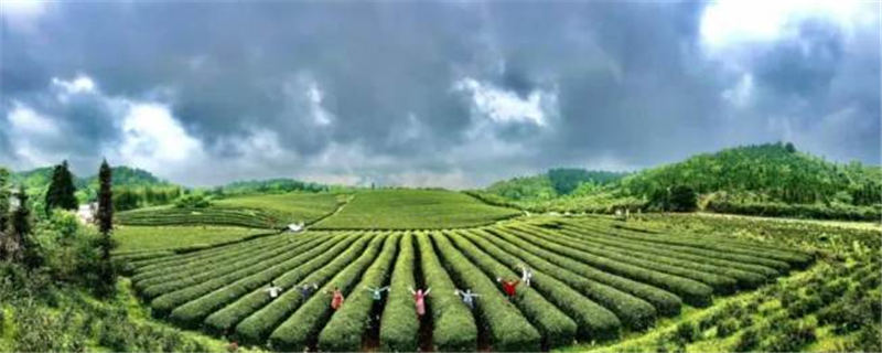 有关于宜春西村镇：一垄垄茶树吐露出嫩绿的新芽的新闻